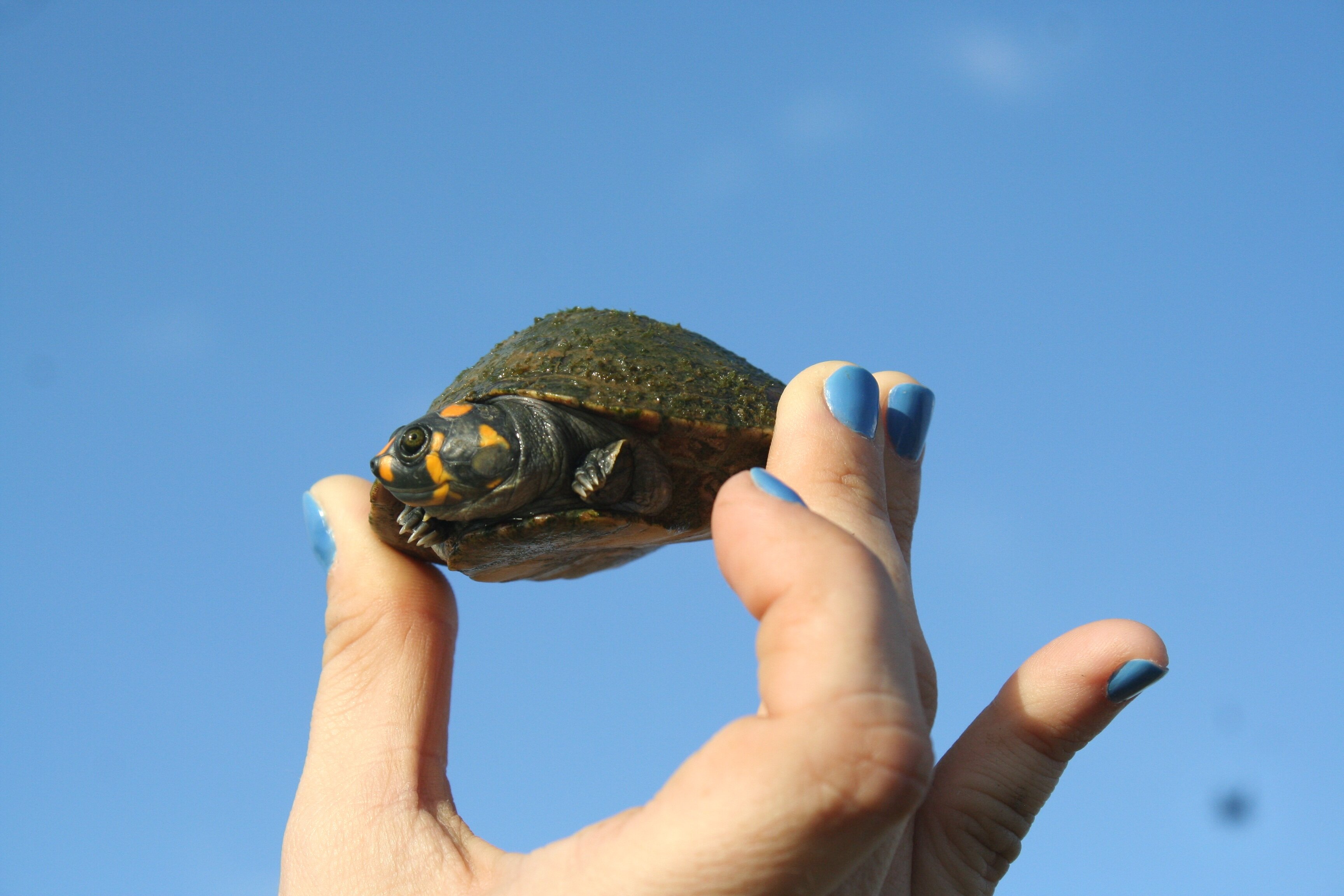 Learn about turtles from around the world!
